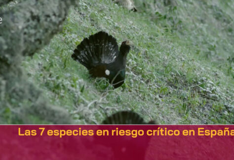 7-especies-riesgo-critico