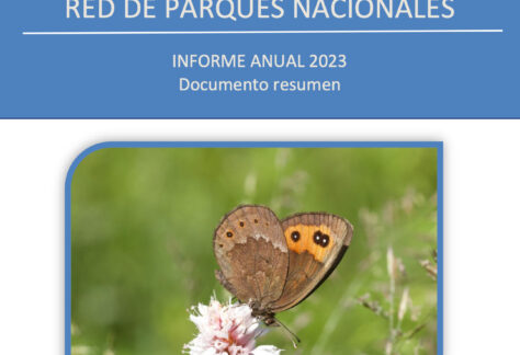 lepidopteros
